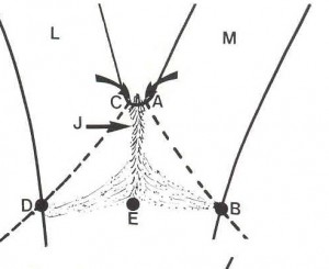 P6_Co_Stem2