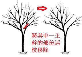 P6_Structural_pruning
