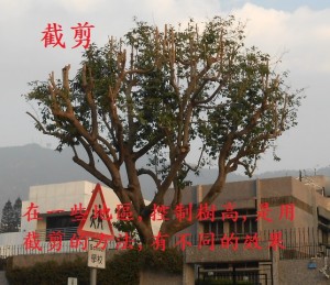 P8_Crown_Redu_7