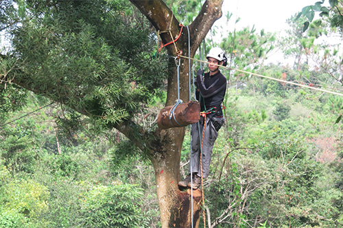 Chainsaw Practice&Safety Pruning Course