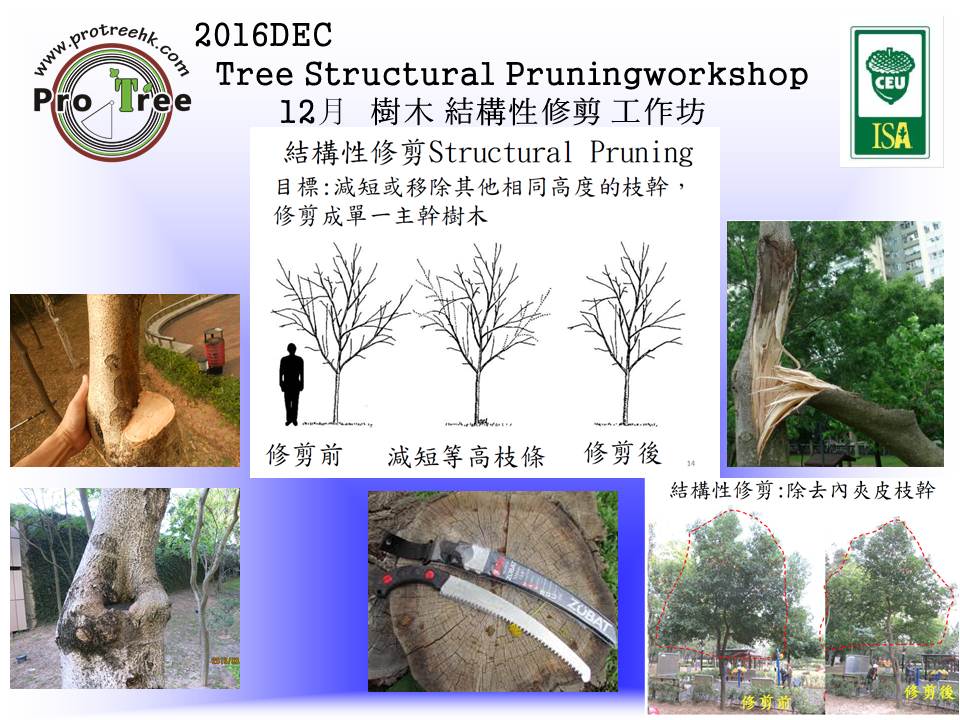 for-2016dec-tree-structual-pruning