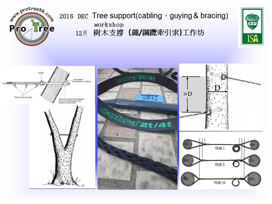 for-2016dec-tree-support